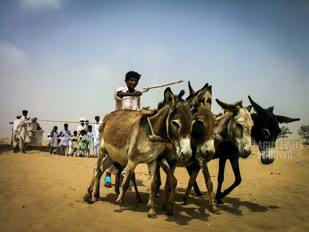 Donkeys to Pull Out Water