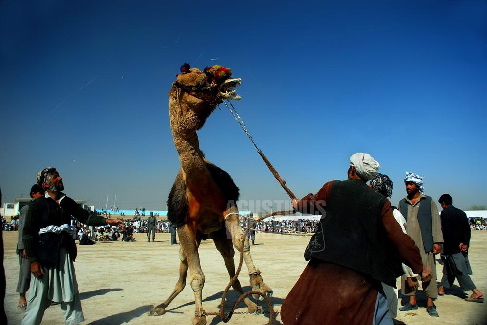 Camel Fighting
